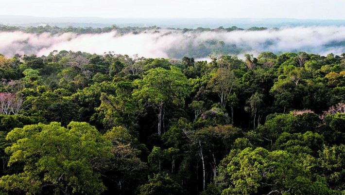 Vista de parte da Floresta Amazônica. Foto: Herton Escobar/Estadão - 07/10/2017