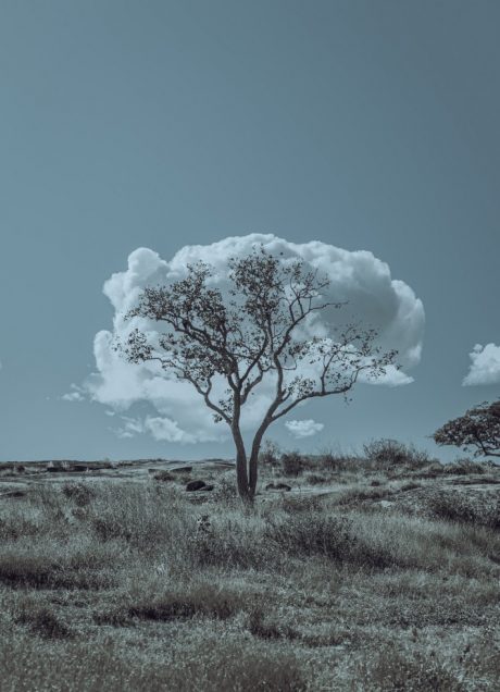 Cloud Tree, de Livia Elektra, chega em NY. Crédito: Livia Elektra