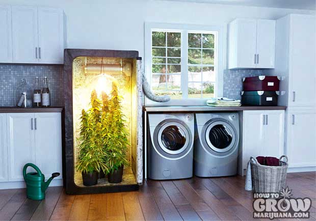 marijuana-grow-box