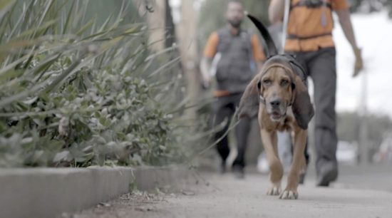 ‘Radar Pet’, série com cães treinados para fazer resgates (foto Joana Rochadel)